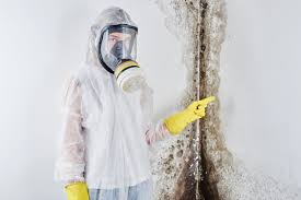 Best Basement Mold Removal  in USA